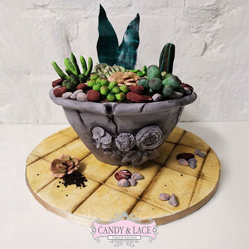 Succulent plant pot cake